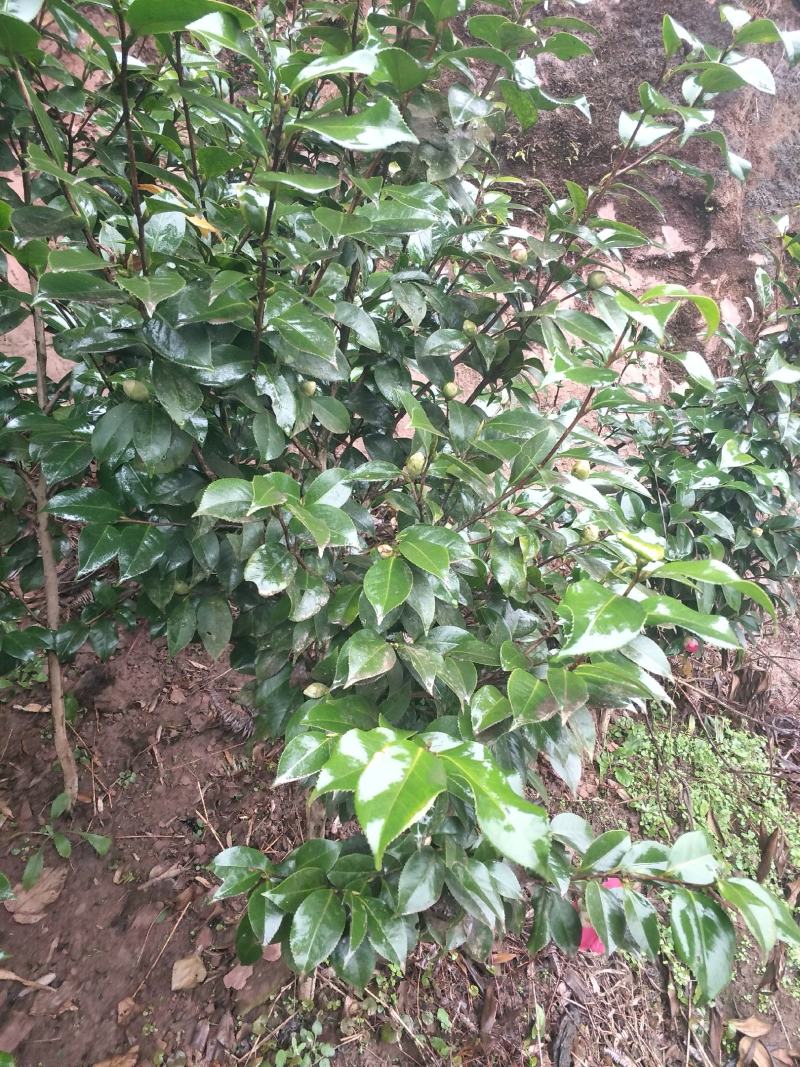 茶花，四级茶花，大量杆子1/5公分高度1/2米带花苞