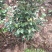 茶花，四级茶花，大量杆子1/5公分高度1/2米带花苞