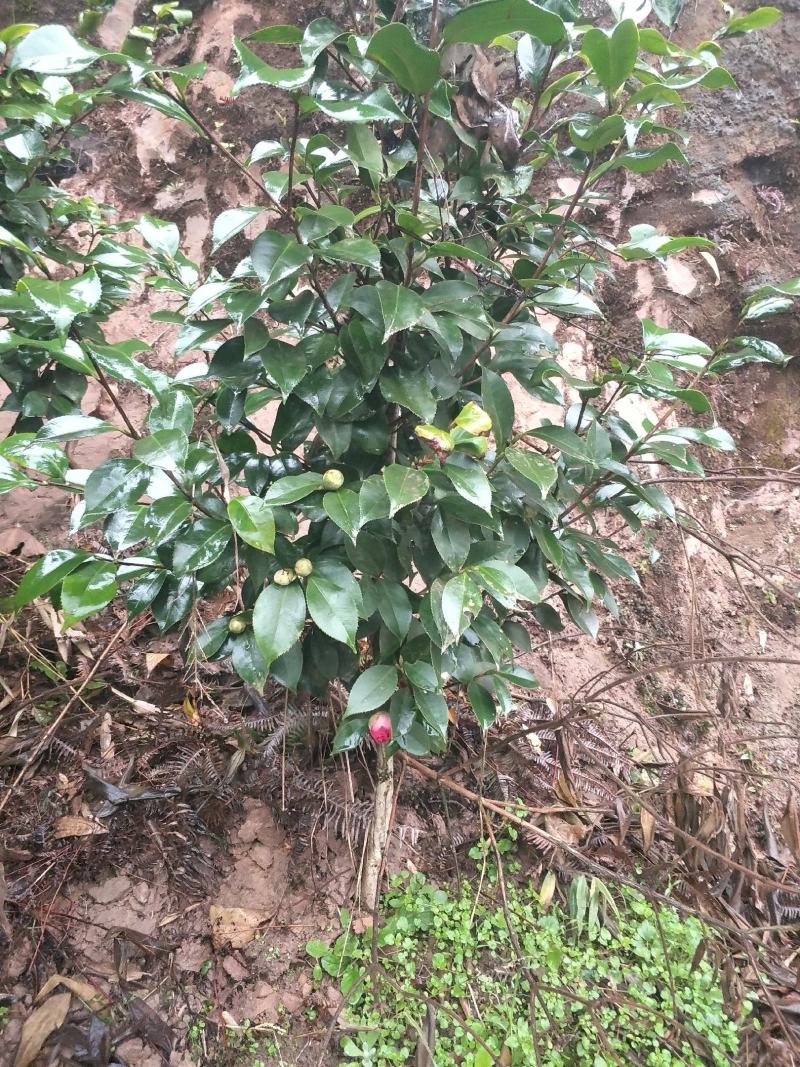 茶花，四级茶花，大量杆子1/5公分高度1/2米带花苞