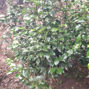 茶花，四级茶花，大量杆子1/5公分高度1/2米带花苞