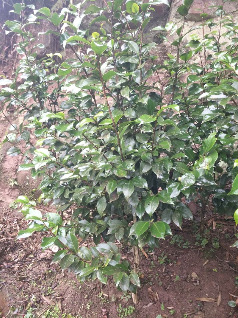 茶花，四级茶花，大量杆子1/5公分高度1/2米带花苞