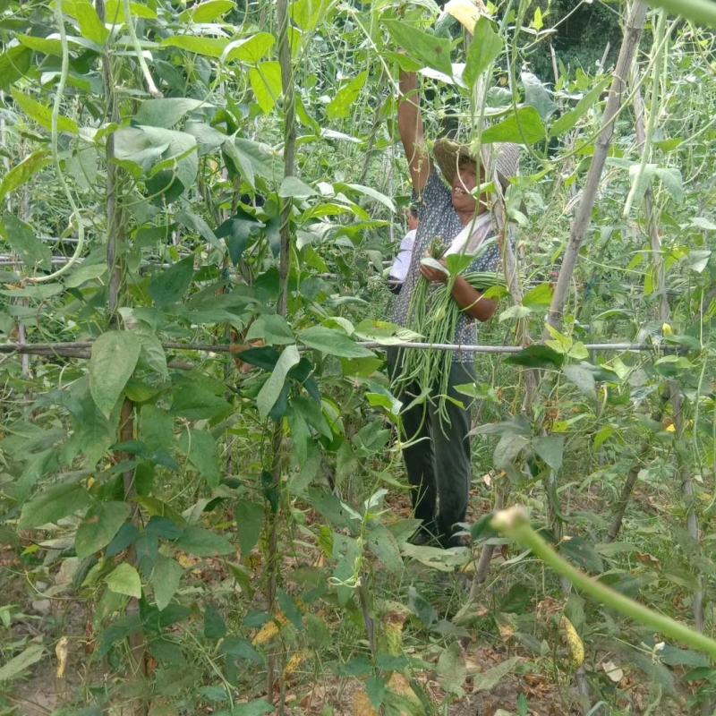 露天生长的长豇豆，豇豆物美价廉可现场看货