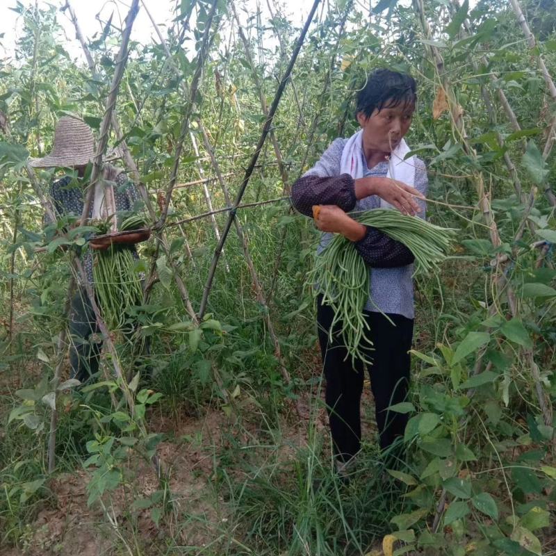 露天生长的长豇豆，豇豆物美价廉可现场看货
