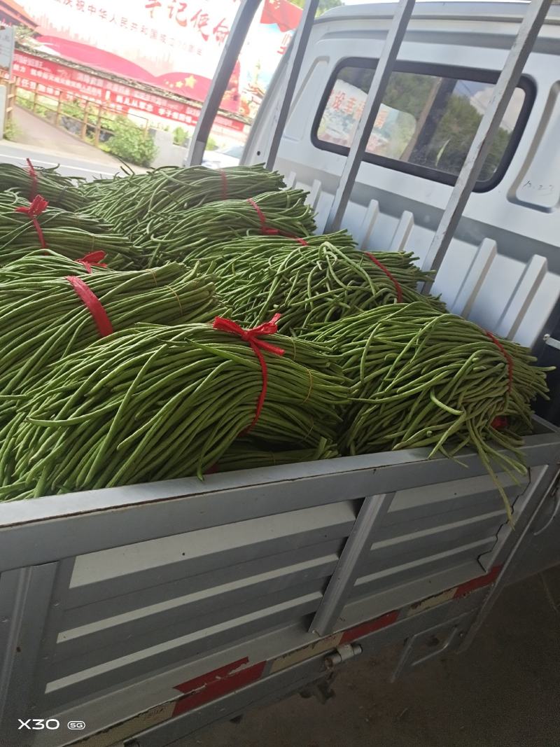 露天生长的长豇豆，豇豆物美价廉可现场看货