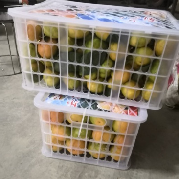 （堂上蜜桔）口感清脆多汁，含糖高易化渣