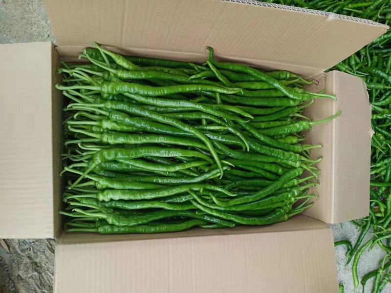 精品青线黄线大量供应加工厂用线椒大量供应