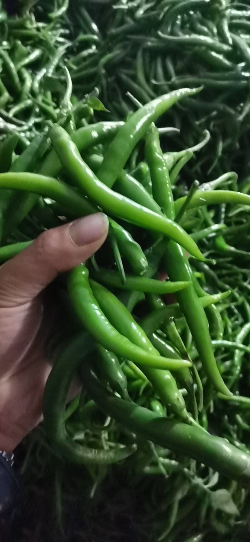 精品青线黄线大量供应加工厂用线椒大量供应
