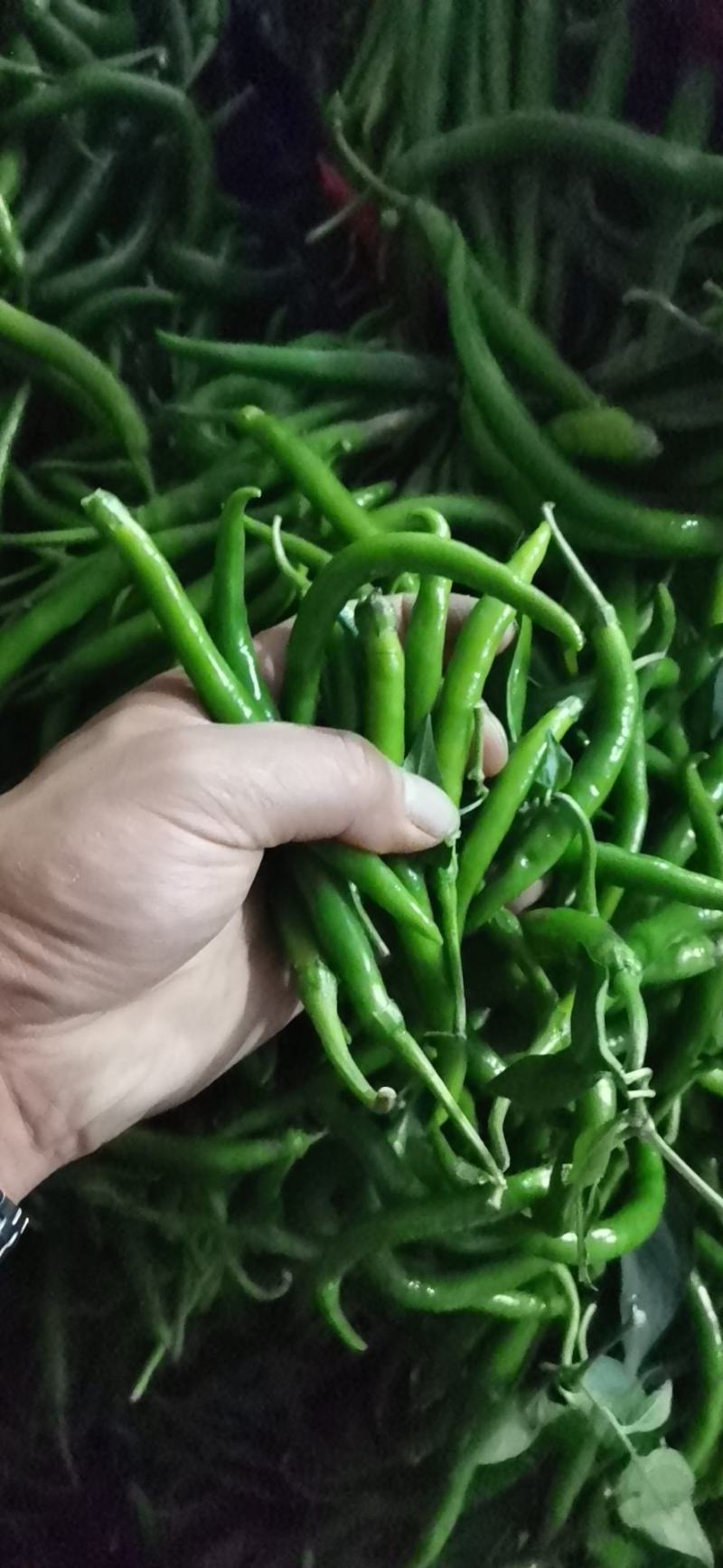 精品青线黄线大量供应加工厂用线椒大量供应