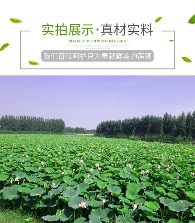 微山湖野生莲蓬中华传统笨莲蓬滋味好