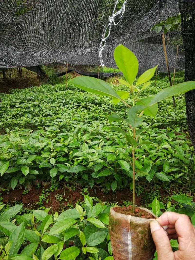 四川宜宾优质经济林木油樟杯苗，地苗排栽苗数量多多