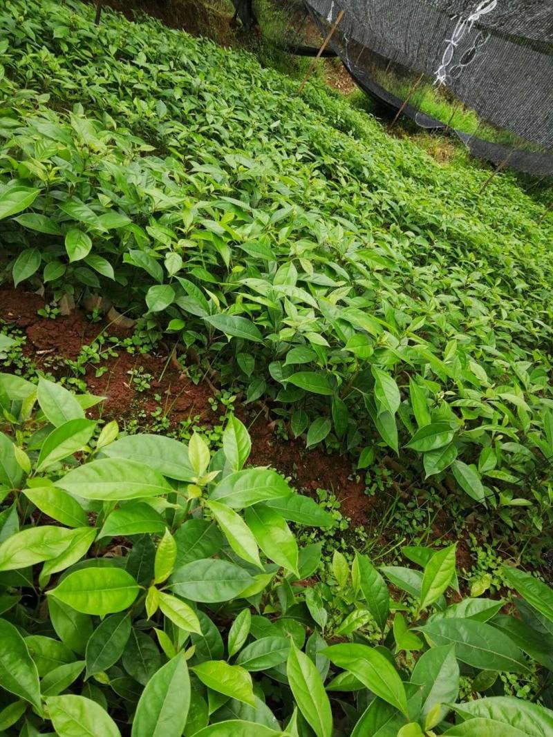 四川宜宾优质经济林木油樟杯苗，地苗排栽苗数量多多