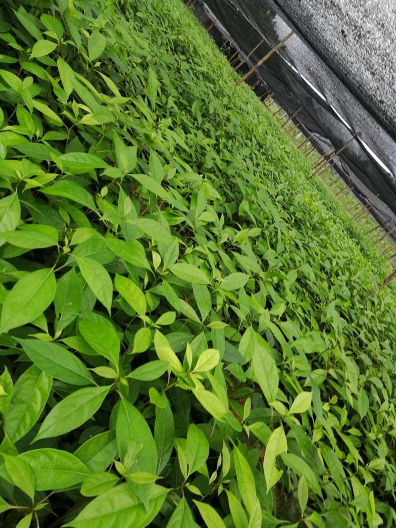 四川宜宾优质经济林木油樟杯苗，地苗排栽苗数量多多