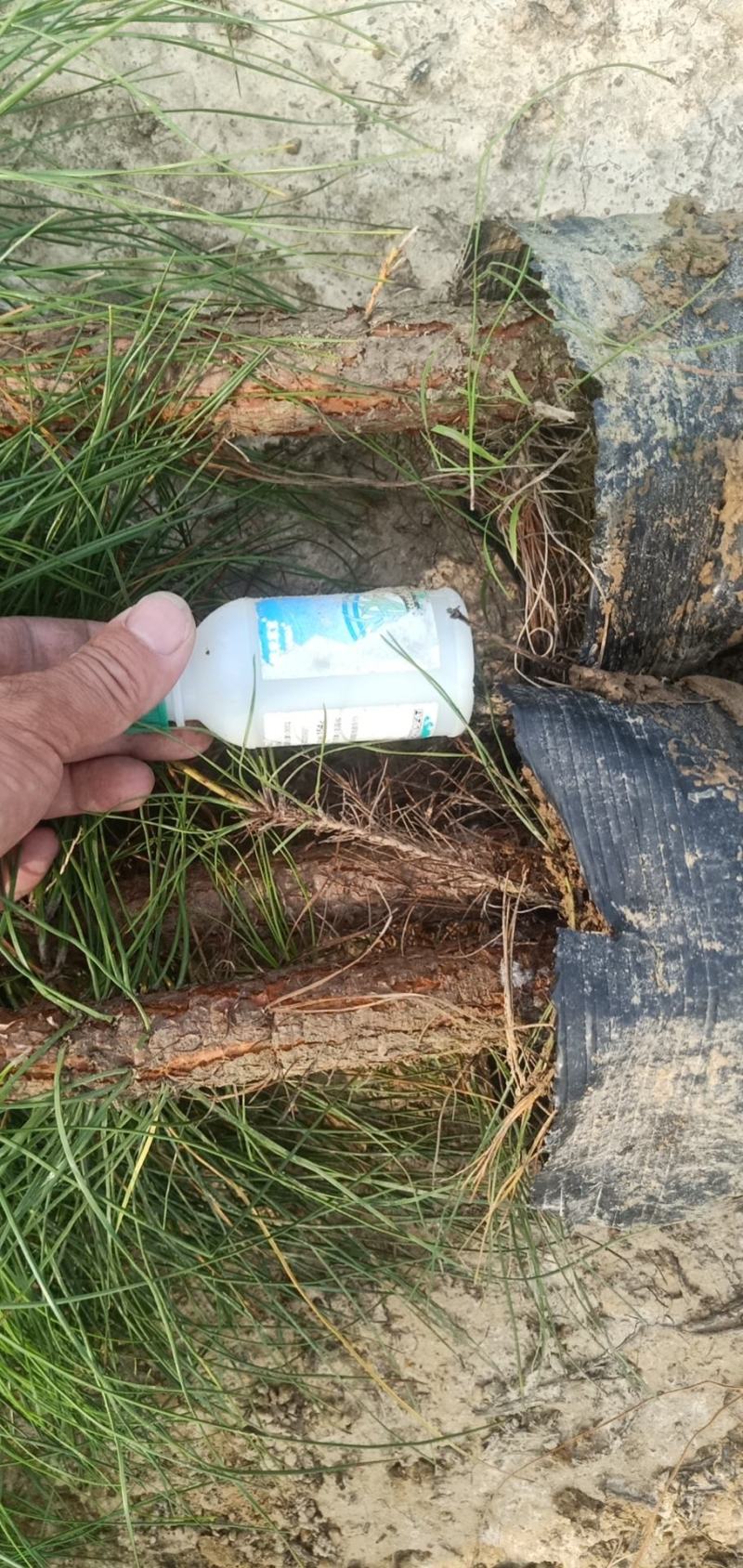 湖北湿地松大杯苗欢迎各位实地看货