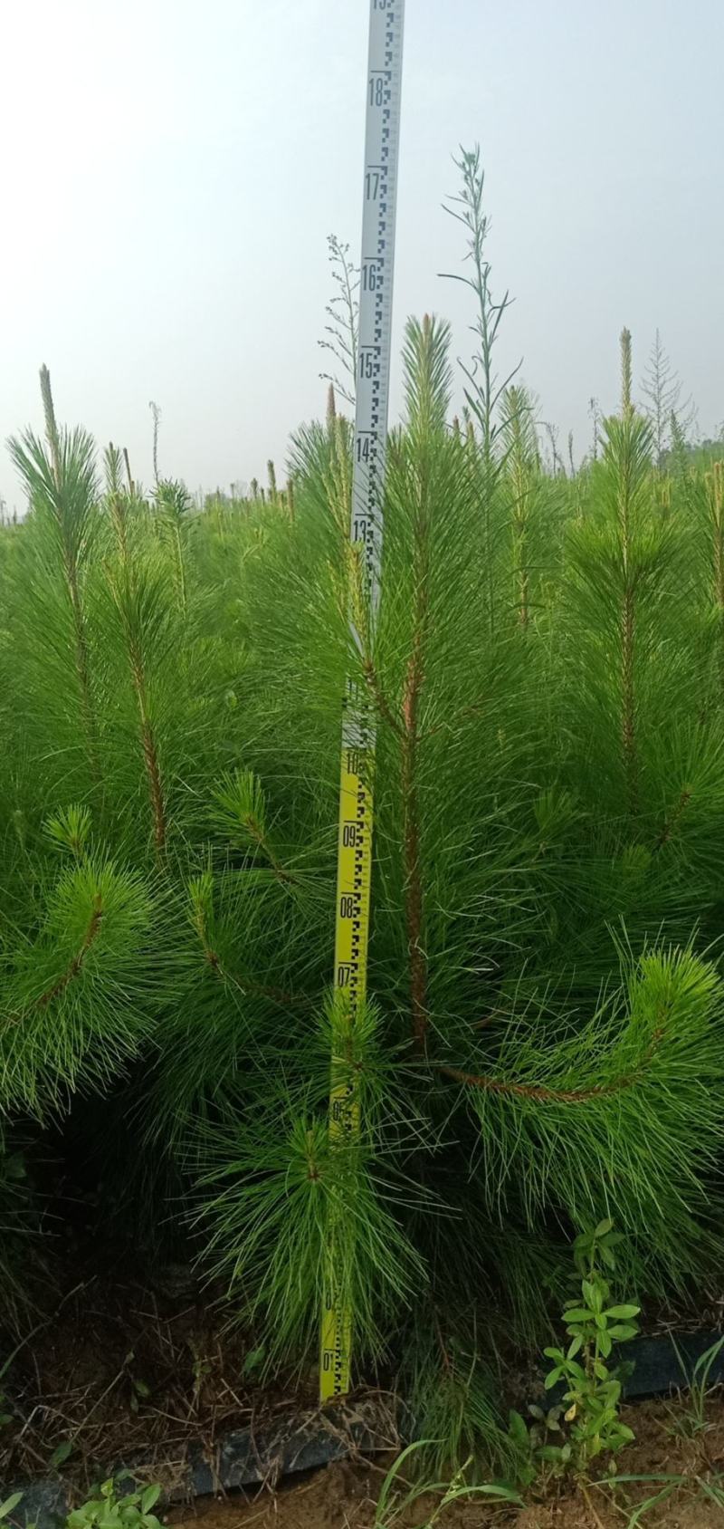 湖北湿地松大杯苗欢迎各位实地看货
