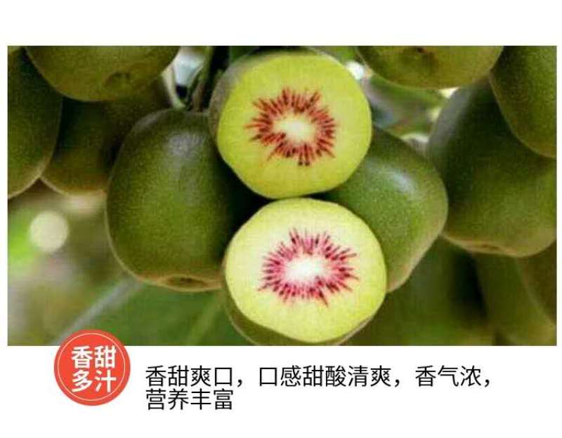 四川红心猕猴桃，产地直供，新鲜包邮到家，口感甘甜，全国发货！