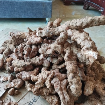 纯野生土茯苓，新鲜采挖！