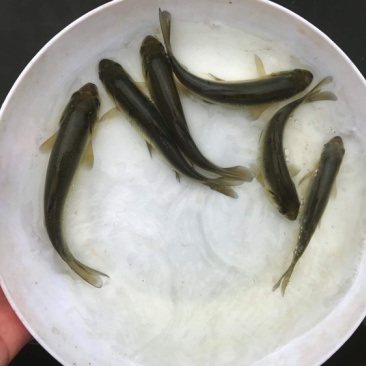 青鱼苗