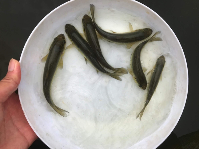 青鱼苗