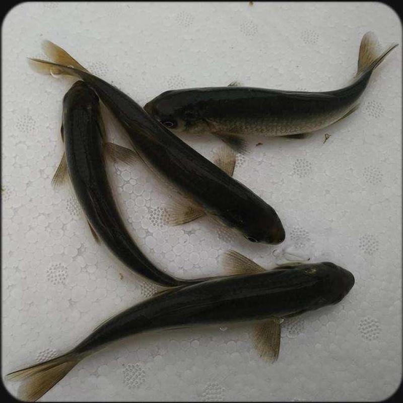青鱼苗