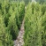 蜀桧基地销售，桧柏，塔柏，圆柏规格20公分-3.5米高度