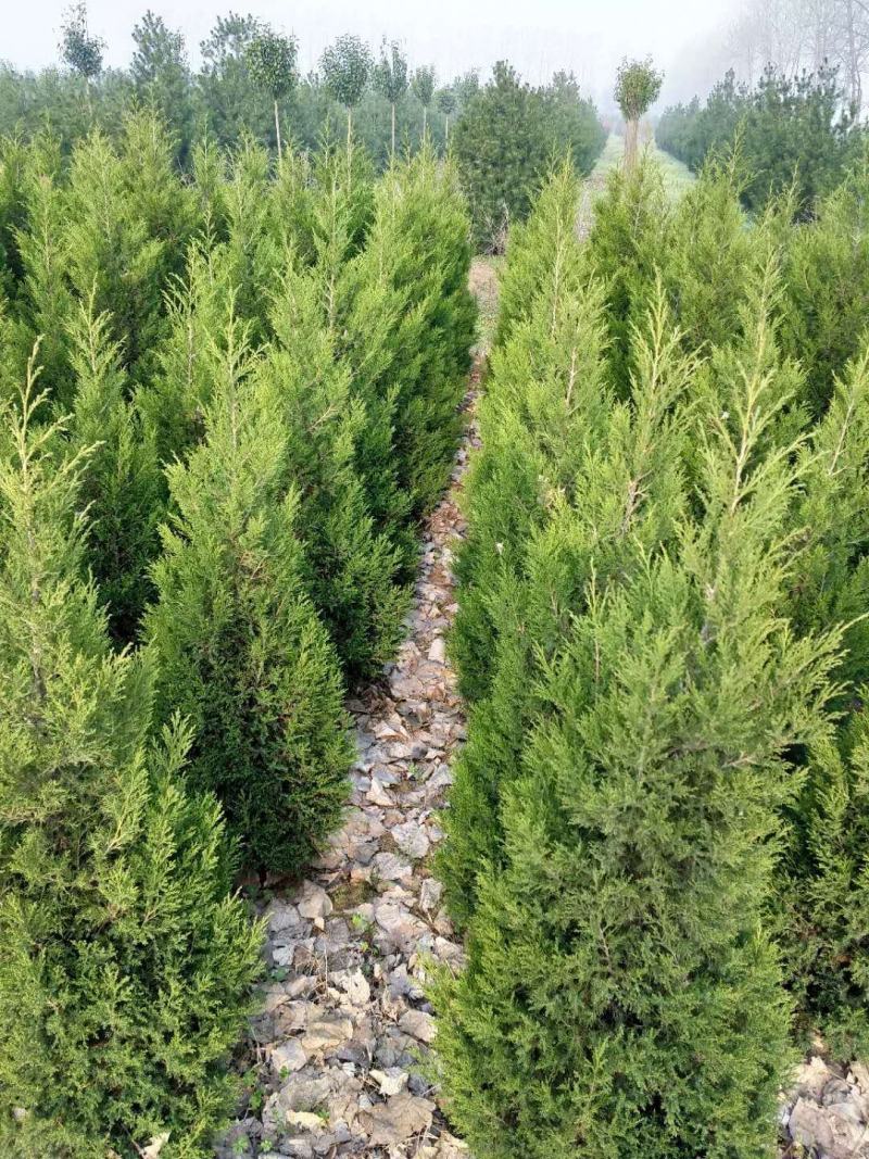 蜀桧基地销售，桧柏，塔柏，圆柏规格20公分-3.5米高度