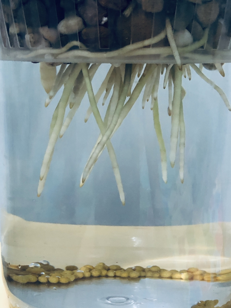 纯水培金钱树，根系飘逸