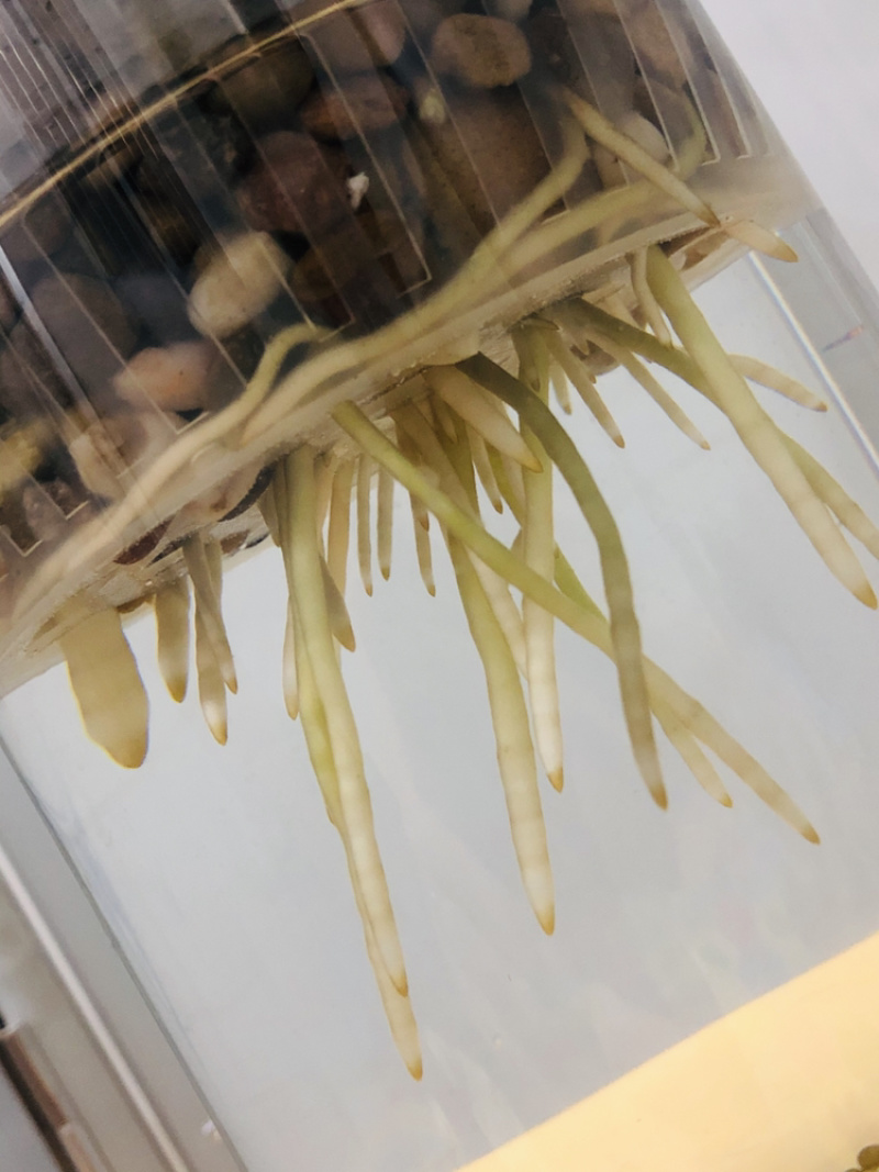 纯水培金钱树，根系飘逸