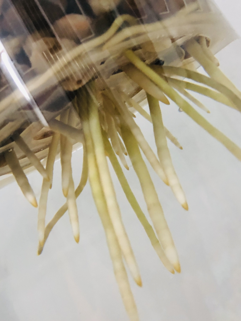 纯水培金钱树，根系飘逸
