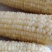 200亩鲜食玉米即将上市