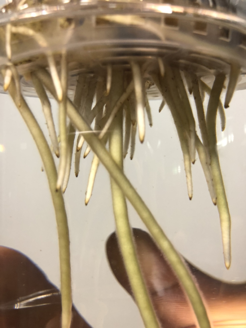 纯水培金钱树，根系飘逸