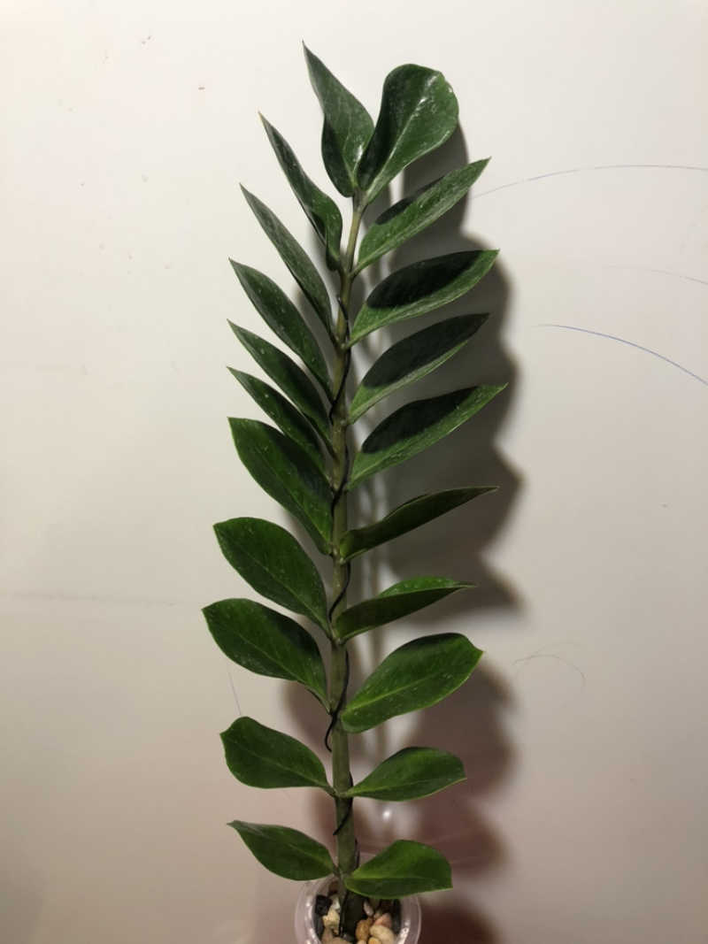 纯水培金钱树，根系飘逸