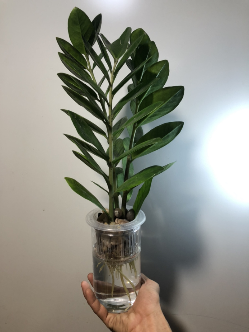 纯水培金钱树，根系飘逸