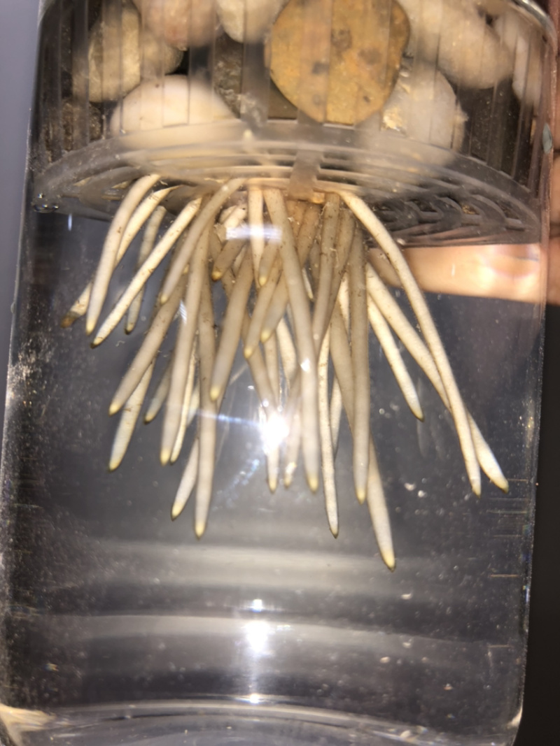 纯水培金钱树，根系飘逸
