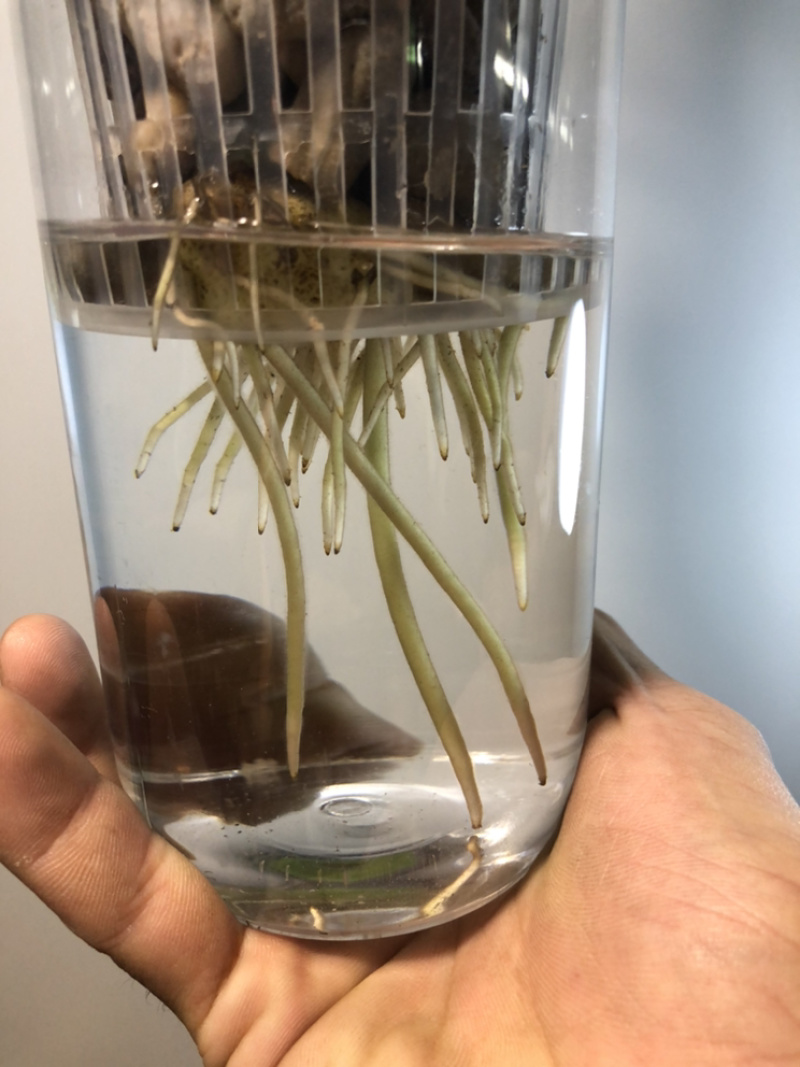 纯水培金钱树，根系飘逸