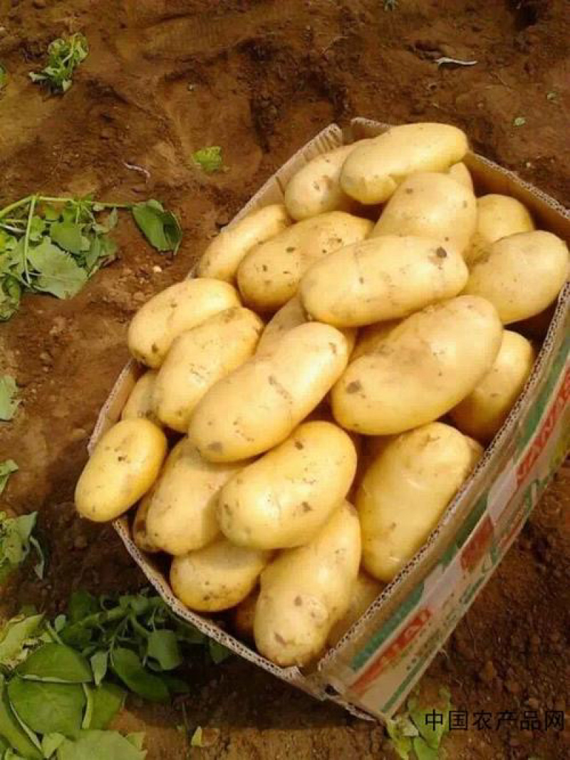 【热卖土豆】黄心实验一号土豆内蒙古产地直发全国市场视频拿货