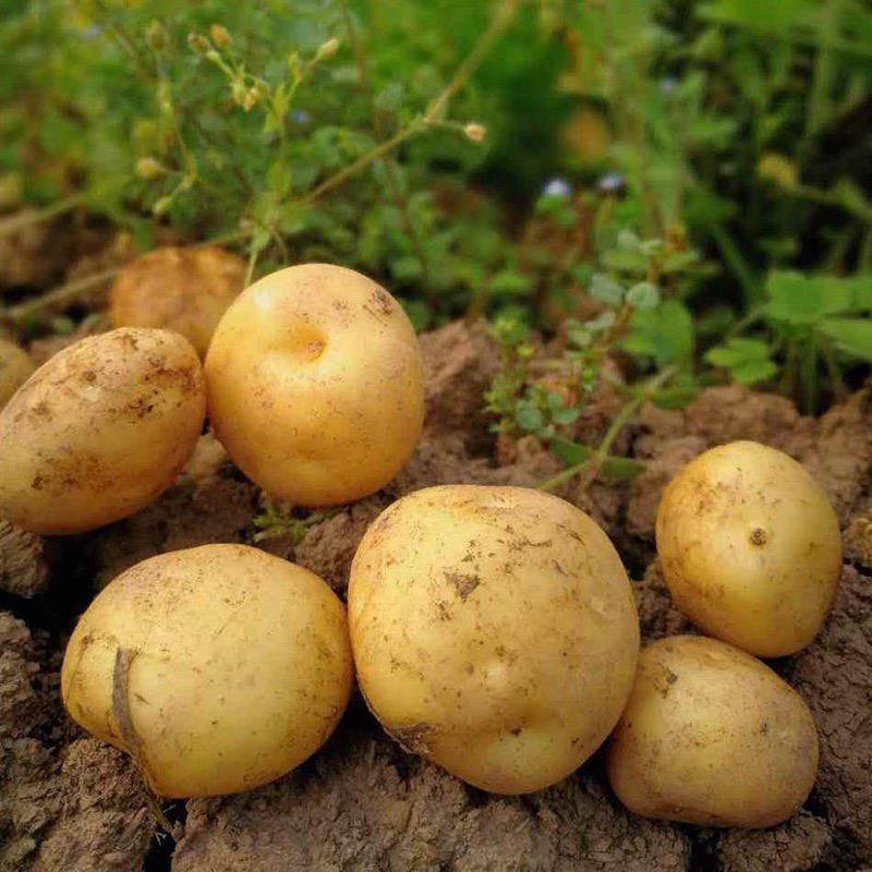 【热卖土豆】黄心实验一号土豆内蒙古产地直发全国市场视频拿货
