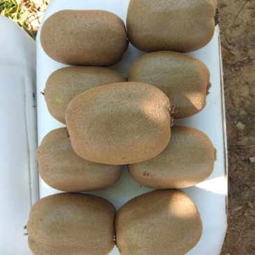 精品猕猴桃即将成熟，欢迎洽谈。