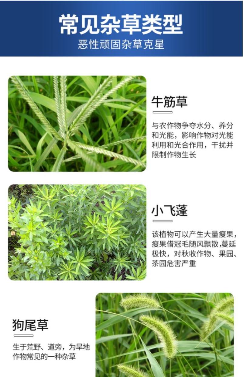 草甘膦铵盐内吸性一年生杂草除草烂根除草杀草一次净