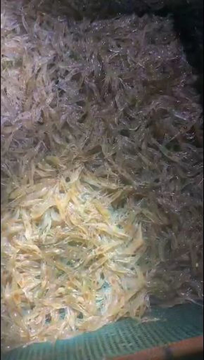 太湖二号河虾苗(青虾)