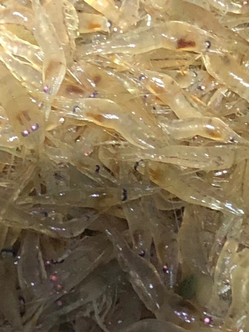 太湖二号河虾苗(青虾)
