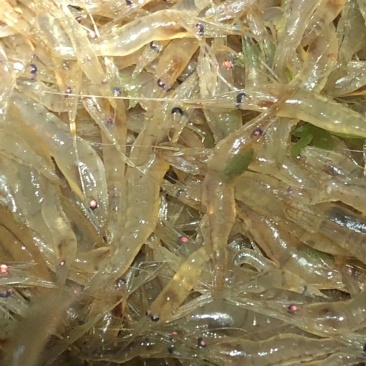 太湖二号河虾苗(青虾)