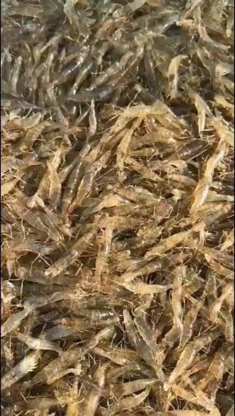 太湖二号河虾苗(青虾)