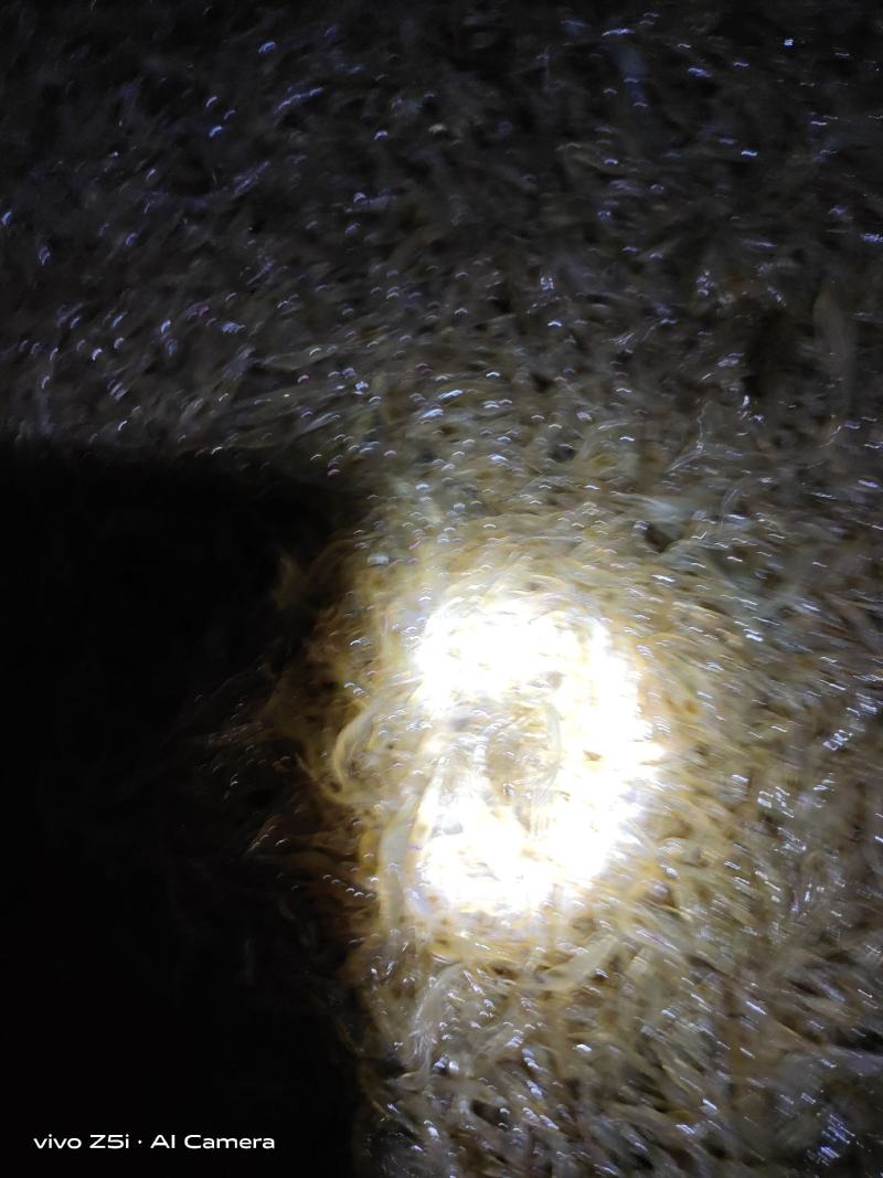 太湖二号河虾苗(青虾)