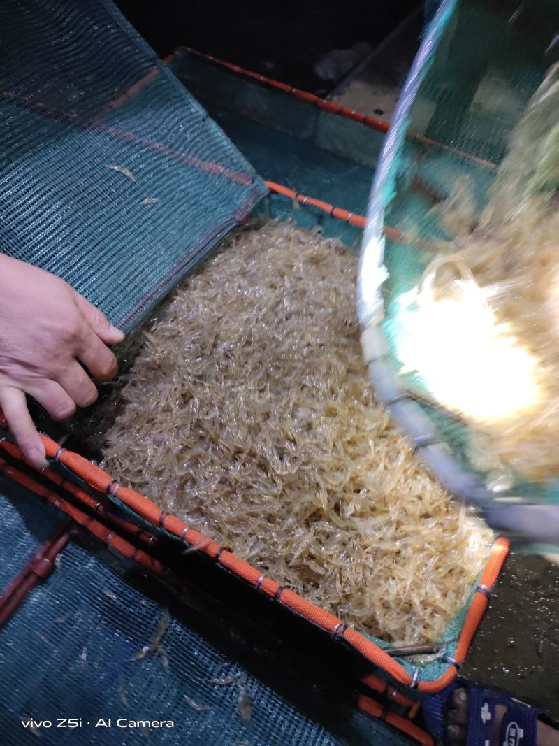 太湖二号河虾苗(青虾)