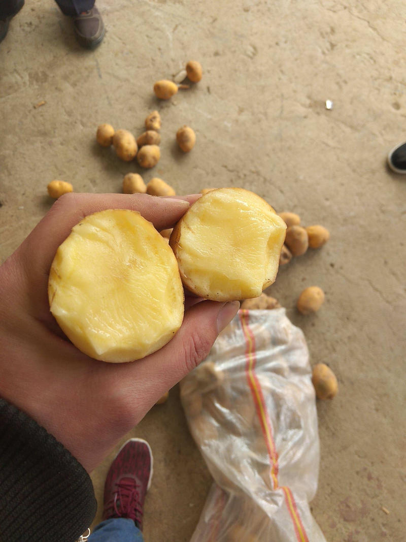 【来电议价土豆】荷兰806土豆内蒙古供货一手货源协助找车电