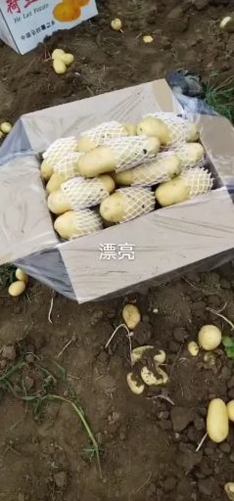 【推荐】山东土豆荷兰十五土豆冷库土豆大量供应规格齐全