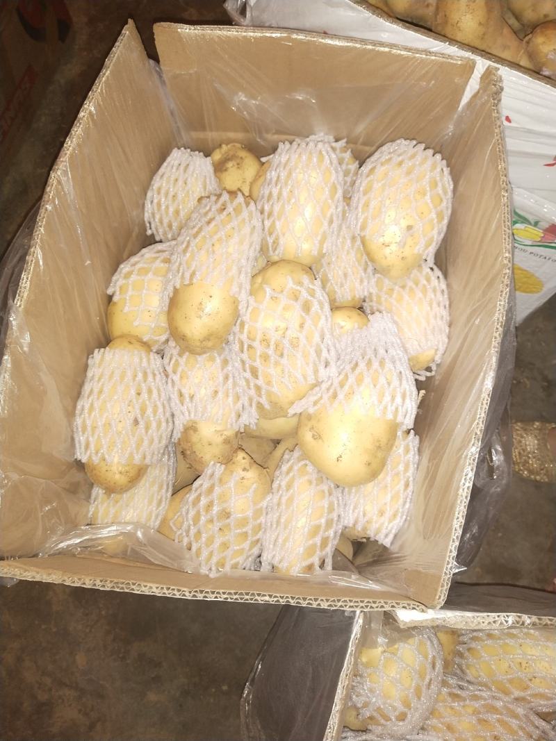 【推荐】山东土豆荷兰十五土豆冷库土豆大量供应规格齐全