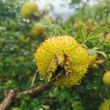 刺梨鲜果新鲜上市维生素C高