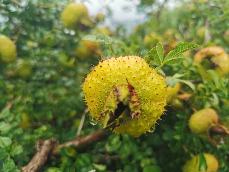 刺梨鲜果新鲜上市维生素C高