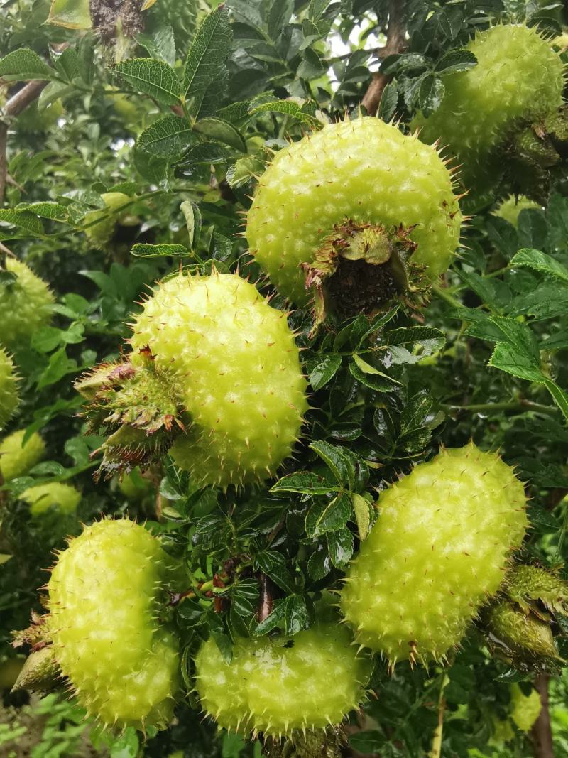 刺梨鲜果新鲜上市维生素C高